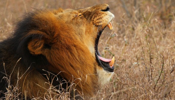 Can Lion's Roar Paralyzed Humans? 