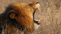 Can Lion's Roar Paralyzed Humans? 