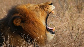 Can Lion's Roar Paralyzed Humans? 