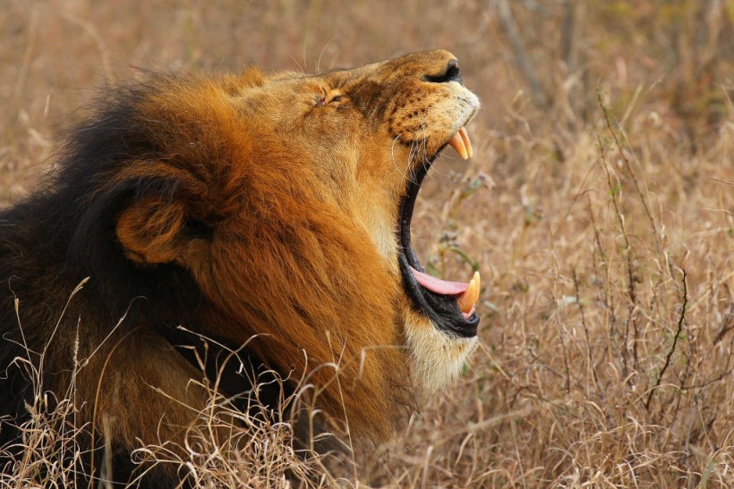 The significant of Lion's roar and why it is similar to human