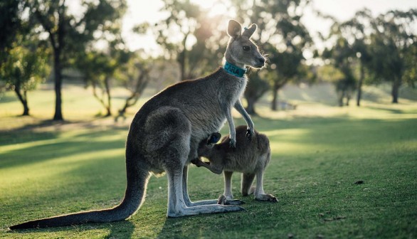 Study Found Kangaroos Learn to Ask Help from Humans Like Dogs and Horses