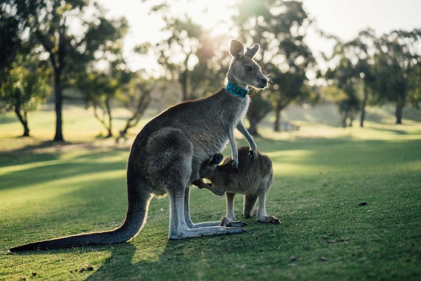 Study Found Kangaroos Learn to Ask Help from Humans Like Dogs and Horses