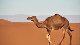 Deadly Alert: Masses of Plastic Waste Found on Camel Guts
