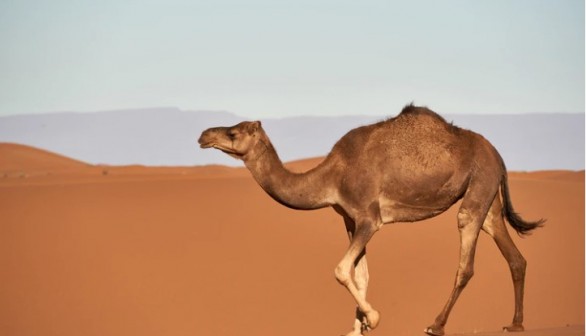 Deadly Alert: Masses of Plastic Waste Found on Camel Guts