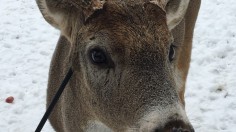 Miracle: Deer Named Carrot Survives Arrow Shot Through the Head 
