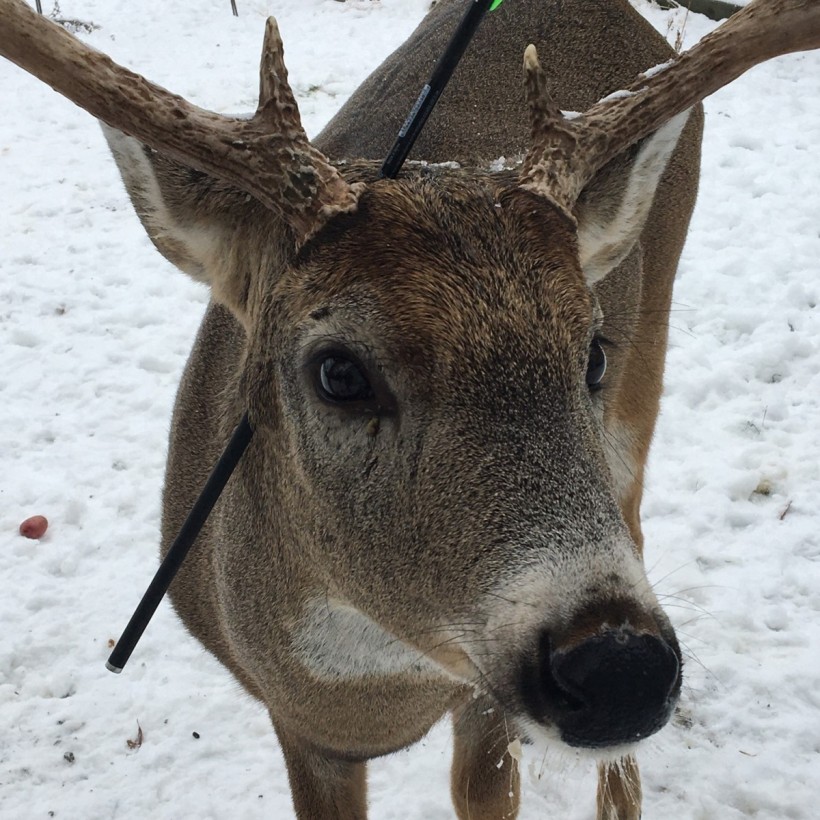 Miracle: Deer Named Carrot Survives Arrow Shot Through the Head 