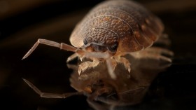 The Most Common Apartment Bugs in Los Angeles