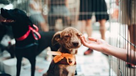5 Ways to Help Your Local Animal Shelter