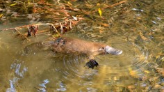 Platypus Whisperer from Tasmania Surprises Experts with Citizen Science