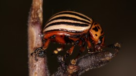 The Survival Secret of the Colorado Potato Beetle Against Pesticides