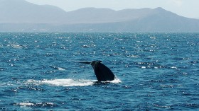 New Discovery:  Blue Whale population in the Western Indian ocean