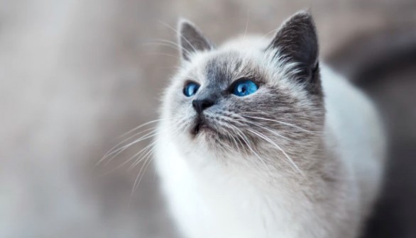 England: Pet Owners Force to Insert Microchip in Cats or Face Fine of More Than $600  