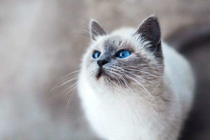 England: Pet Owners Force to Insert Microchip in Cats or Face Fine of More Than $600  