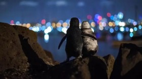 The Story Behind Two Widowed Penguins of Melbourne Skyline 