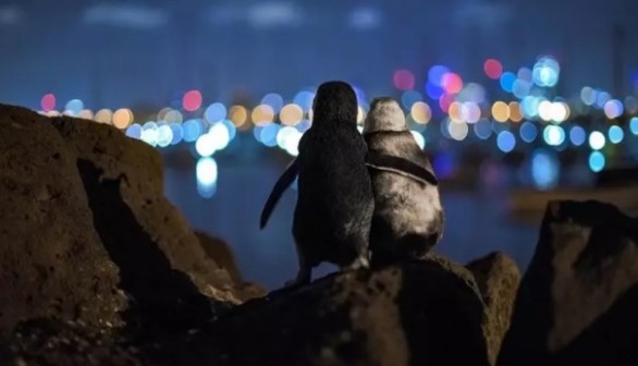 The Story Behind Two Widowed Penguins of Melbourne Skyline 
