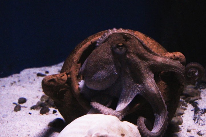 [VIDEO] Fish vs. Octopus: 8-Arm Tentacle Sea Animal Bullies Fish by 'Punching' it in the Head