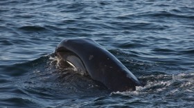 Bowhead whale feeding off Race Point on April 19, 2014. 