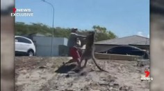 Mitchell Robinson vs Kangaroo