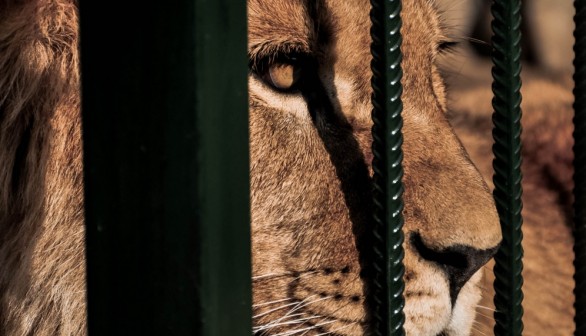 Lion in Captivity