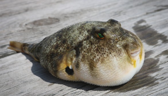 Pufferfish 