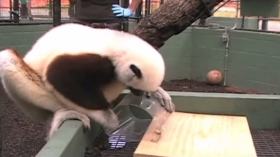  A Coquerel's sifaka is shown failing at a test designed to elicit self-control. 