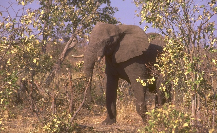 Hunting Group Sues USFWS Over Ban on Importing Elephant Hunt Trophies