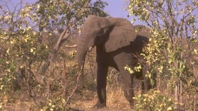 African elephant 