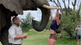 Emma Roberts doing a pull-up on an African Elephant