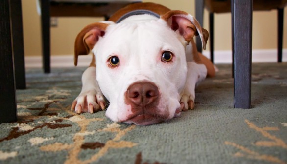 Pit bull