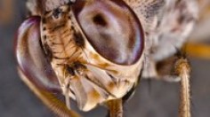 Tsetse fly 