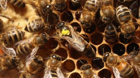 Queen Bee Produces Own Sperm, So There's No Need for 'King Bee' 