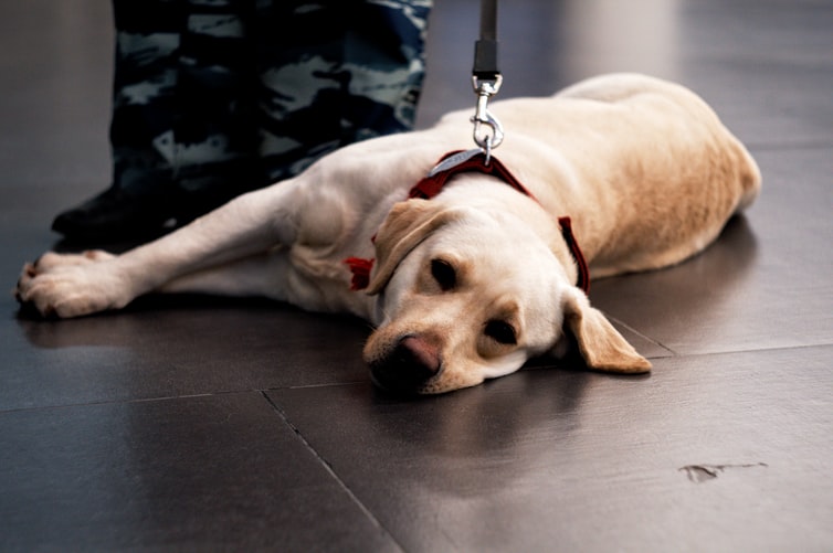 Delta Airlines Bans Emotional Support Animals While Flying! | Nature World  News