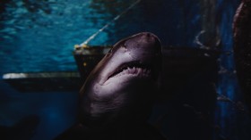 Great Shark