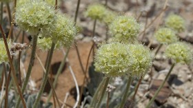 Tiehm buckwheat, Eriogonum tiehmii