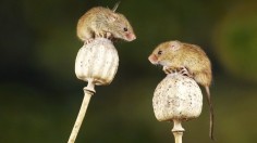 Harvest Mice
