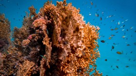 Brown Coral Reef