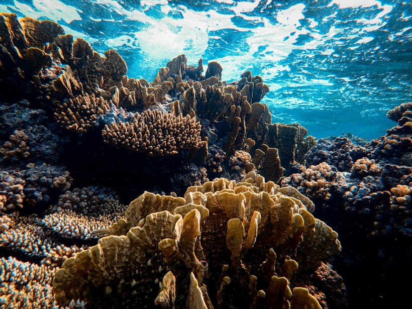 Green Coral Reef at Blue Sea 