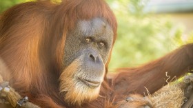 Inji the Orangutan