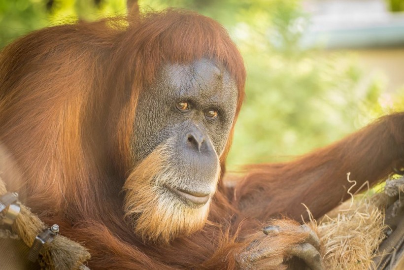 Inji the Orangutan