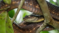 Brown Tree Snake