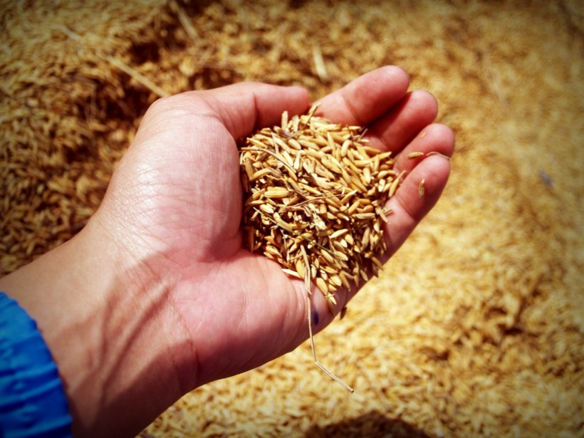 Rice Grain 