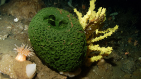 Green and yellow sea sponges, Antarctica