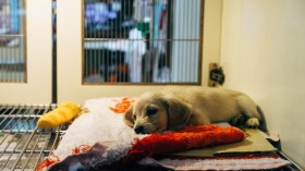 Puppy waiting for adoption