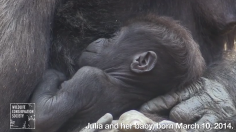 The Bronx Zoo in New York City has announced the birth of two gorillas, the first born at the facility  since 2006. 