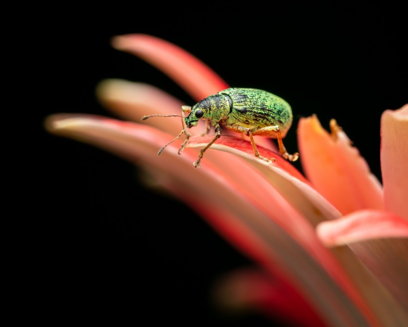 Green Bug 