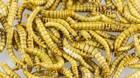 Mealworms as food