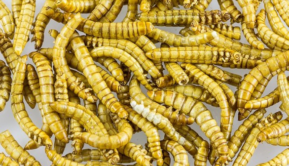 Mealworms as food