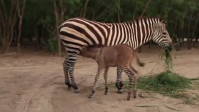 A zoo in northern Mexico recently welcomed an unusual animal into the world, a rare crossbreed known as a zonkey. 