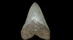 Carcharocles megalodon (Agassiz, 1843) : South Carolina, USA - 135 mm