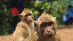 Monkeys in Indonesia